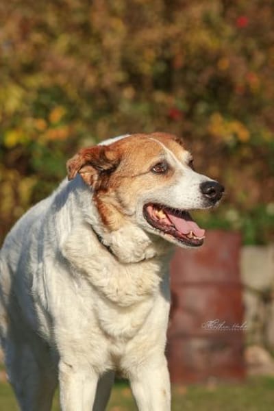 Martin  ein treuer Kerl