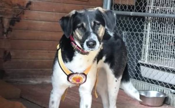 Wer hat ein warmes Körbchen für Diana?