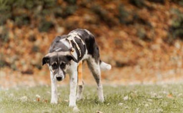 Wer hat ein warmes Körbchen für Diana?