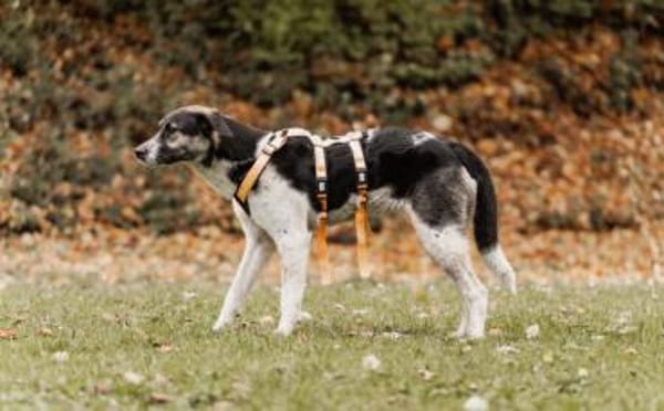 Wer hat ein warmes Körbchen für Diana?