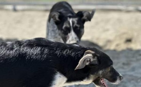 Wer hat ein warmes Körbchen für Diana?