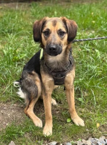 Marty sucht liebevolles zu Hause...