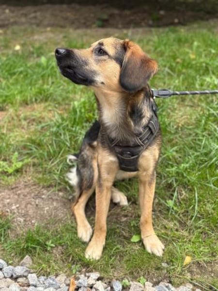 Marty sucht liebevolles zu Hause...