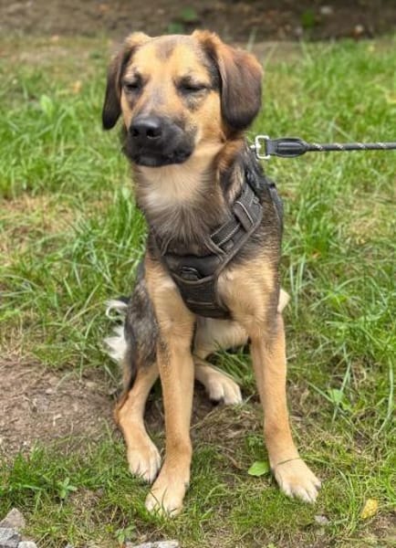 Marty sucht liebevolles zu Hause...