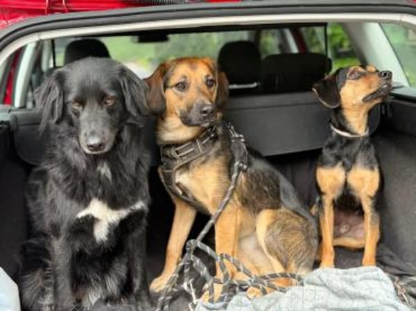 Marty sucht liebevolles zu Hause...