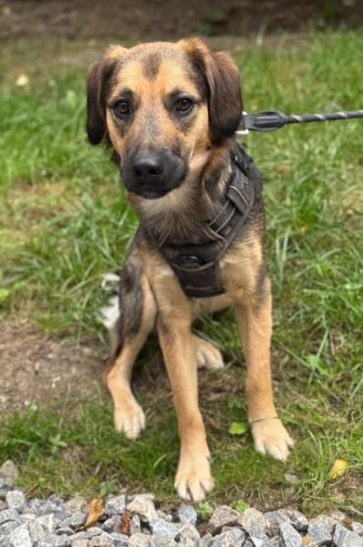 Marty sucht liebevolles zu Hause...