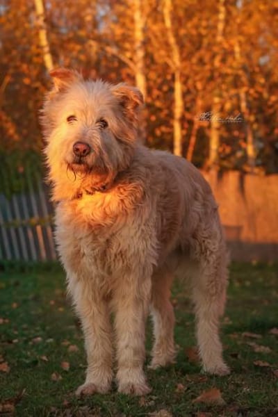 Messi - Toller Charakterhund