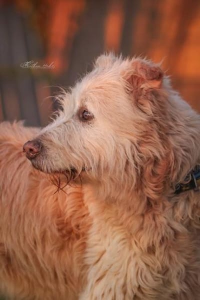 Messi - Toller Charakterhund