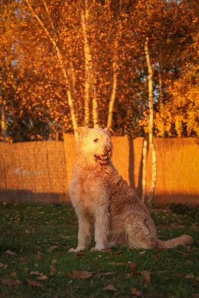 Messi - Toller Charakterhund