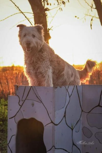 Messi - Toller Charakterhund