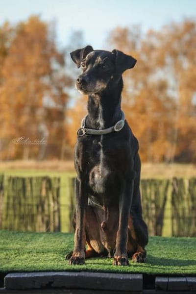 Bodi - topfit und kinderlieb