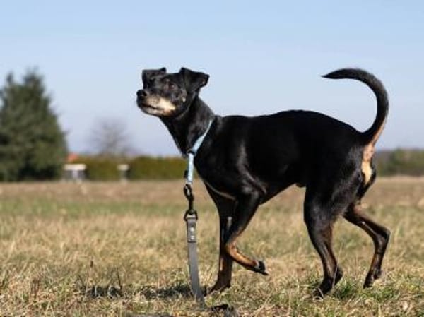 Bodi - topfit und kinderlieb