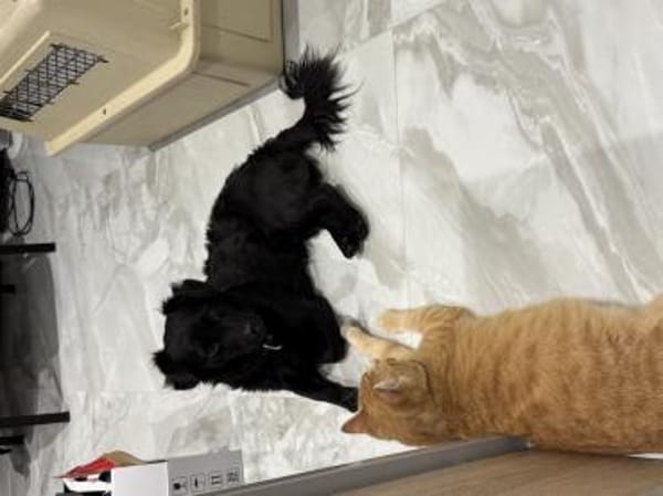 LUPO - geb.ca. 05/2024 - Mudi Dackel Mix