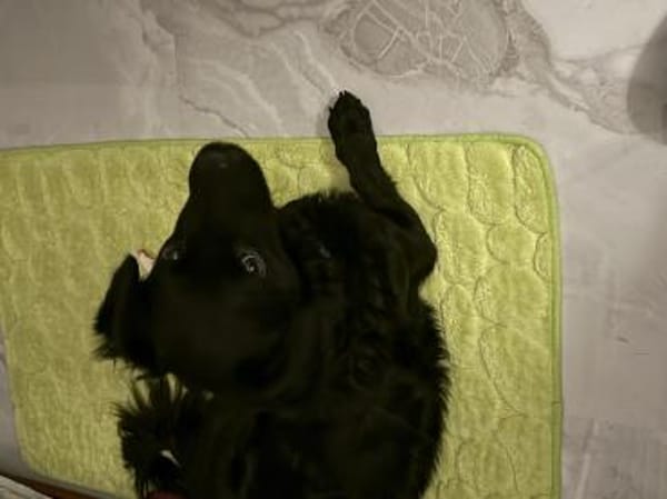 LUPO - geb.ca. 05/2024 - Mudi Dackel Mix