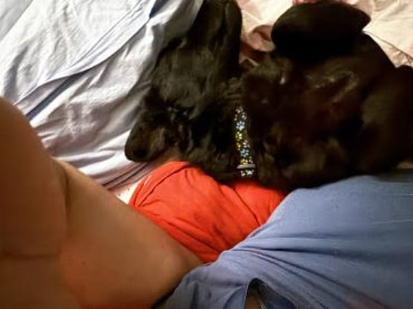 LUPO - geb.ca. 05/2024 - Mudi Dackel Mix