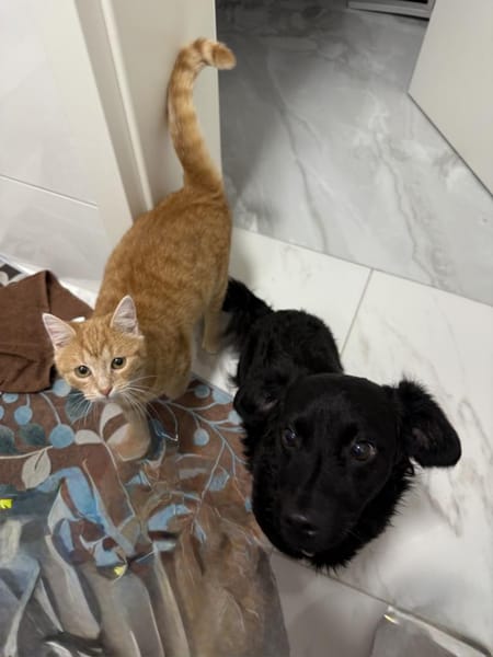 LUPO - geb.ca. 05/2024 - Mudi Dackel Mix