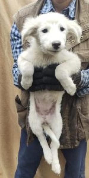 Mioma 34 cm (Nov 25) Pflegestelle