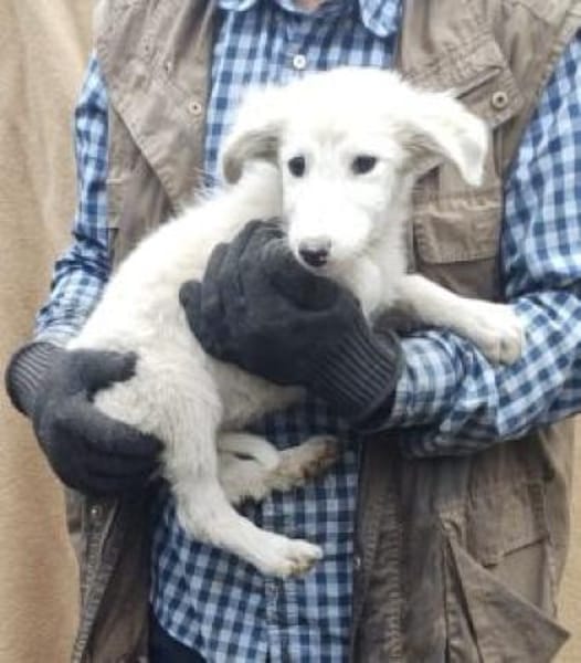 Mioma 34 cm (Nov 25) Pflegestelle