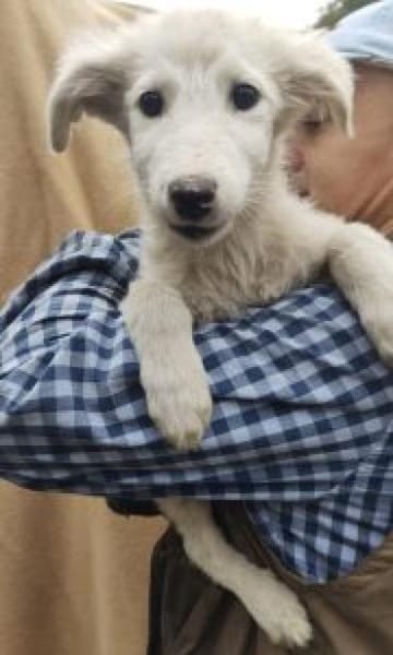 Mioma 34 cm (Nov 25) Pflegestelle