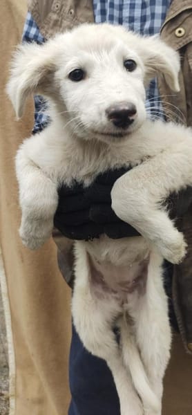 Mioma 34 cm (Nov 25) Pflegestelle