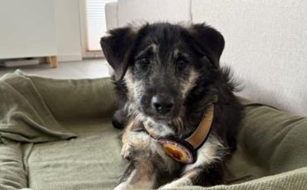 Wer möchte Missy eine Chance geben ?