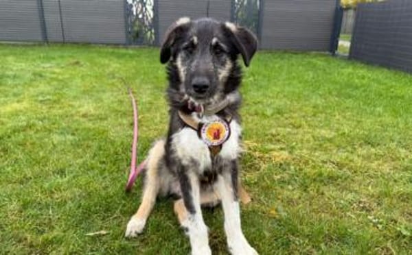 Wer möchte Missy eine Chance geben ?