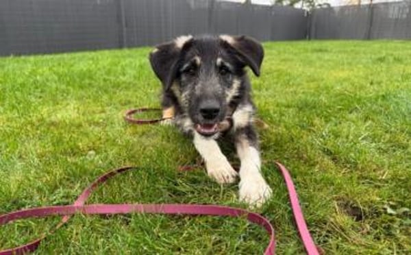 Wer möchte Missy eine Chance geben ?