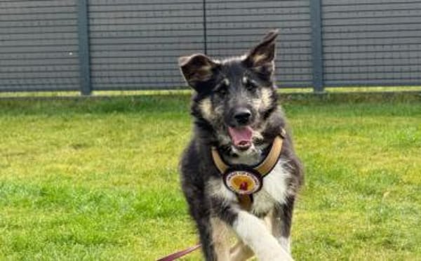 Wer möchte Missy eine Chance geben ?