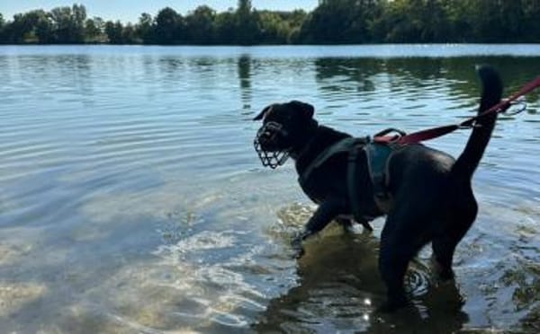 Wer gibt Freddi eine Chance?