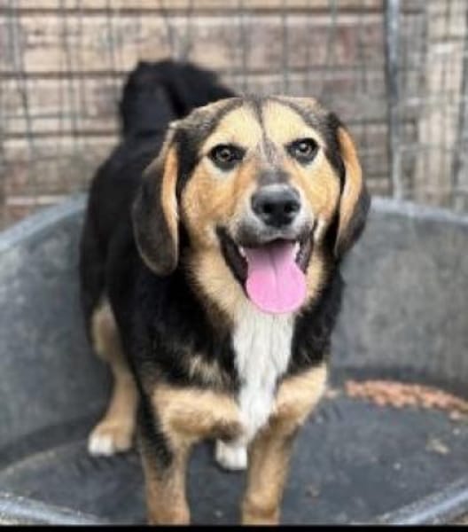 Violy 45 cm (Pflegestelle)