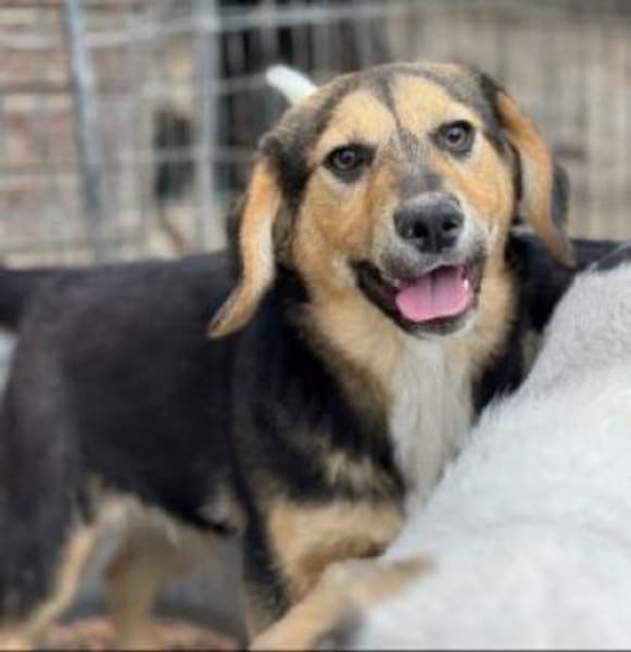 Violy 45 cm (Pflegestelle)