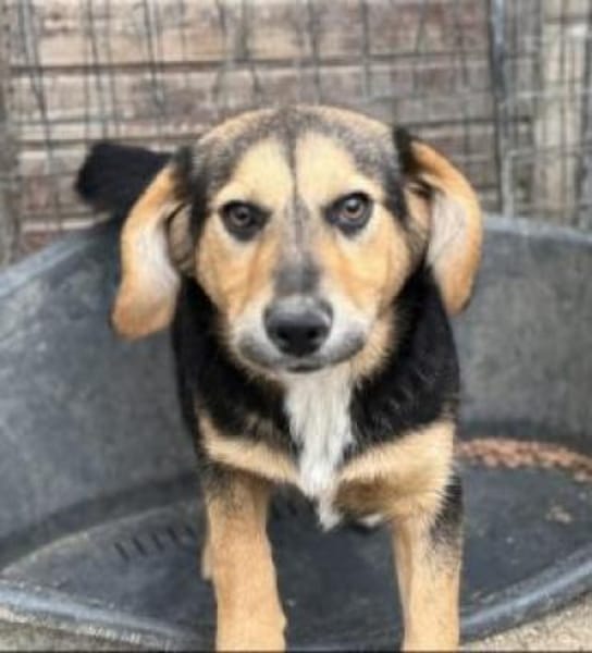 Violy 45 cm (Pflegestelle)