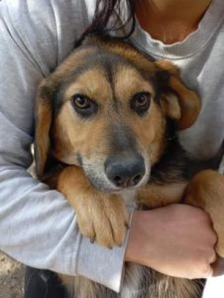 Violy 45 cm (Pflegestelle)