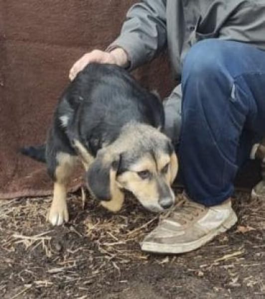 Violy 45 cm (Pflegestelle)