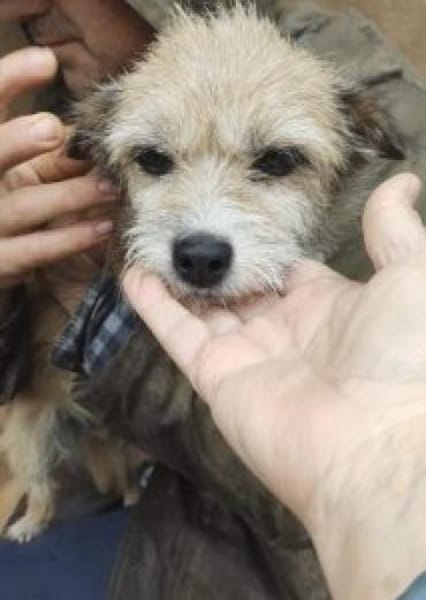 Helma 35 cm (Pflegestelle=