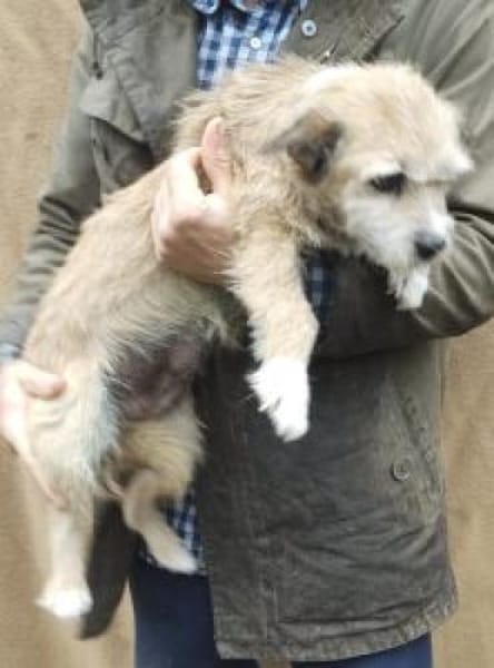 Helma 35 cm (Pflegestelle=