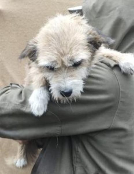 Helma 35 cm (Pflegestelle=