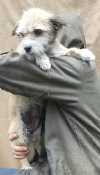 Helma 35 cm (Pflegestelle=