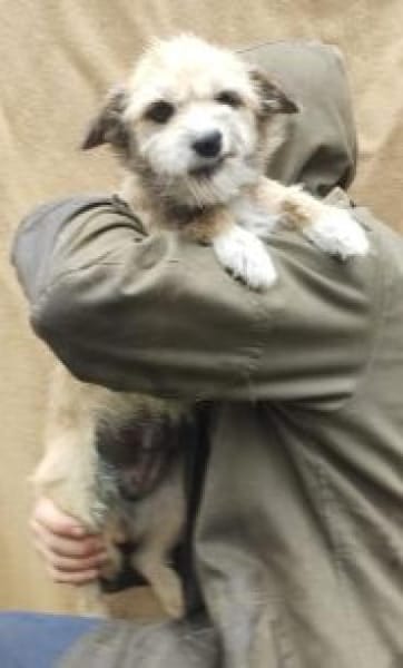 Helma 35 cm (Pflegestelle=