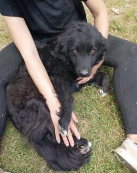 Maja 46 cm (Pflegestelle)