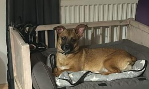 Kleine Nelly sucht sicheres Zuhause!