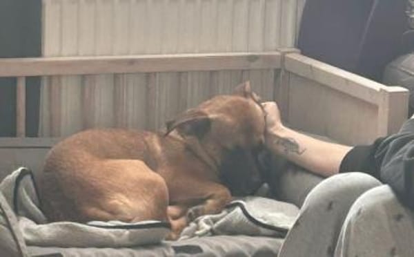 Kleine Nelly sucht sicheres Zuhause!