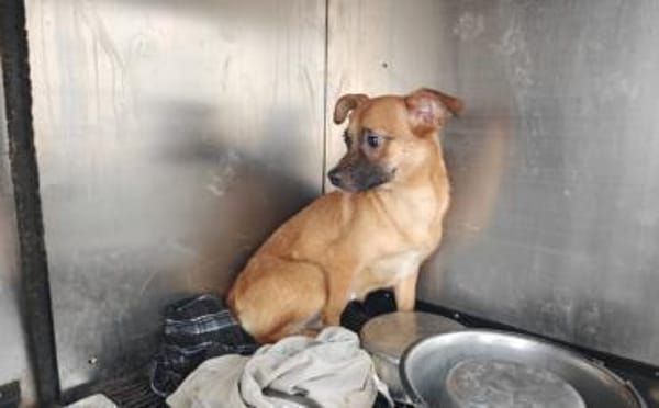 Kleine Nelly sucht sicheres Zuhause!