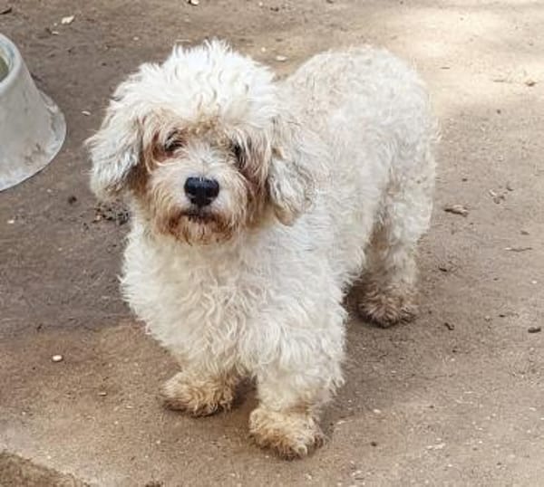 Bailey° in 65195 Wiesbaden