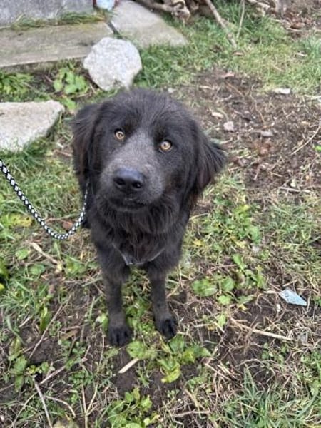 Sorina  Lebensfreude auf vier Pfoten