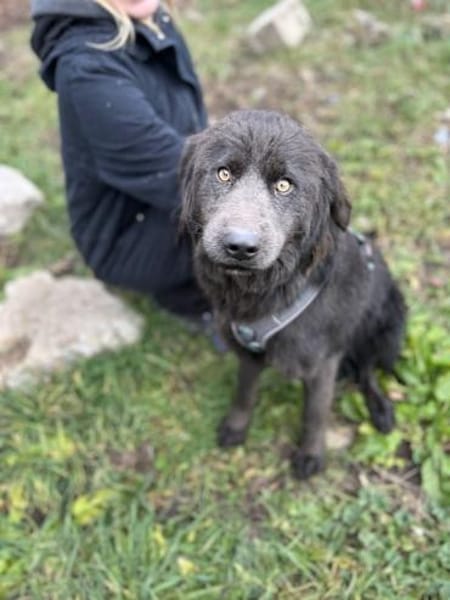 Sorina  Lebensfreude auf vier Pfoten