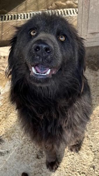 Sorina  Lebensfreude auf vier Pfoten