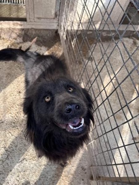 Sorina  Lebensfreude auf vier Pfoten