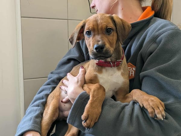 SPRING (réservé) QCN