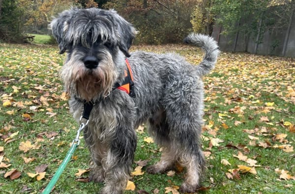 THEO OAA19876 (réservé)